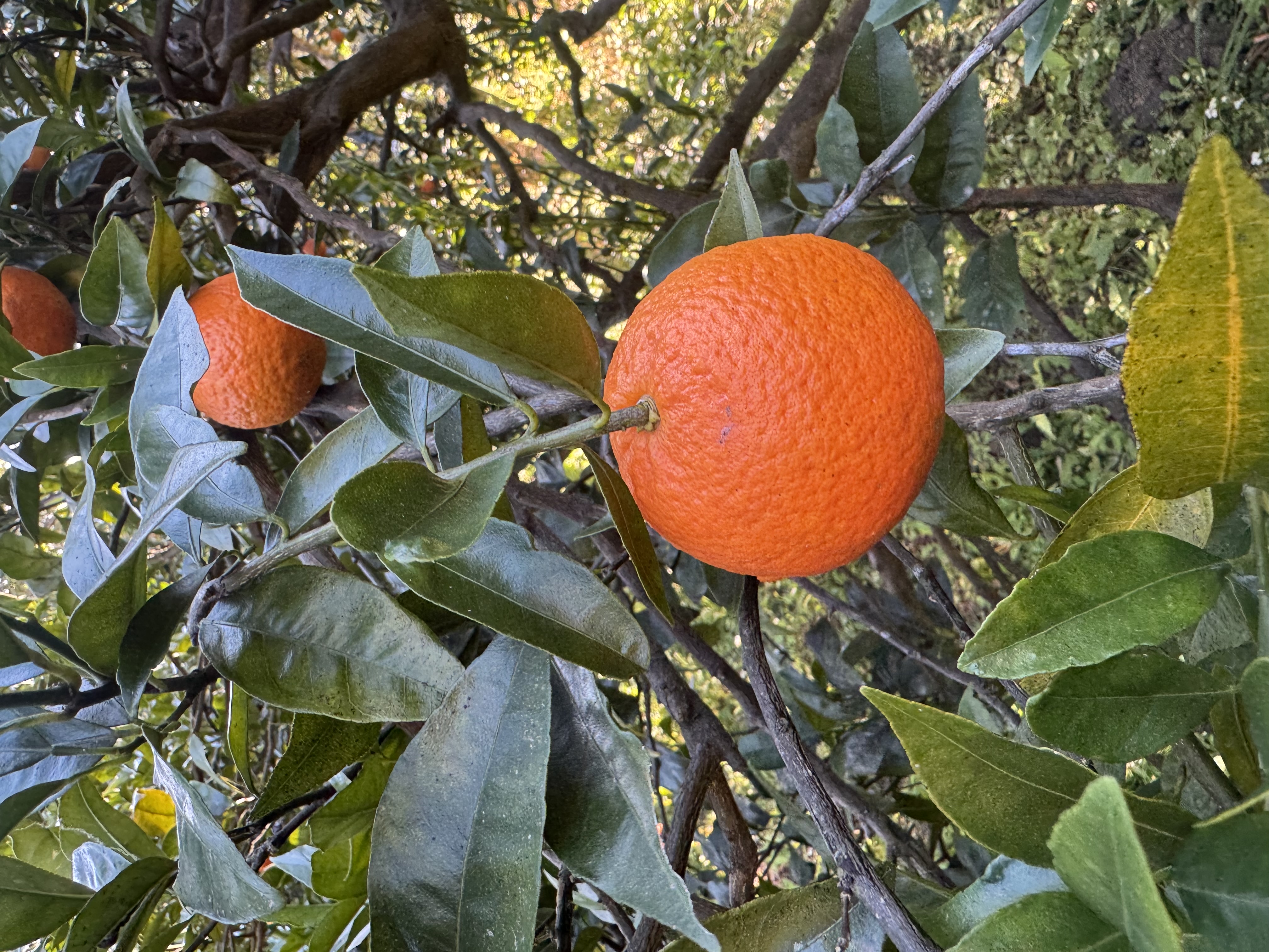 たんかん販売開始のお知らせ