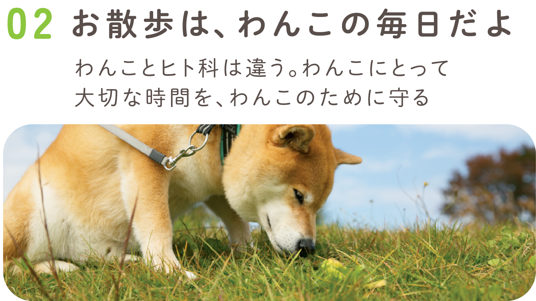 02.お散歩は、わんこの毎日だよ【動物愛護強化月間】