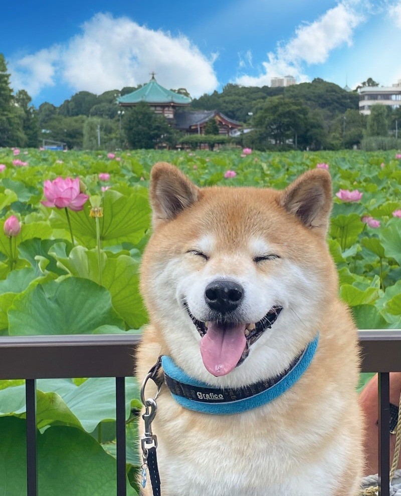 柴犬まるのなかまたち☆根津さんぽ【上野公園・不忍池】