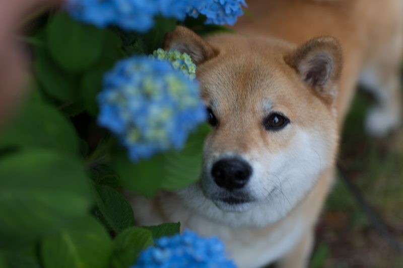 あじさいの柴犬まる～根津の町つれづれ～