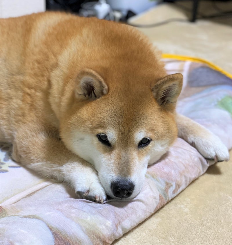 もうすぐお盆の季節🎐