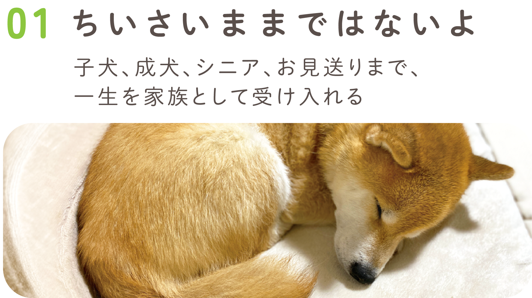 01.ちいさいままではないよ【動物愛護強化月間】