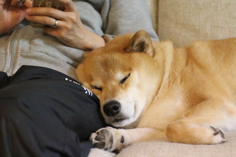 9月は動物愛護強化月間🐶
