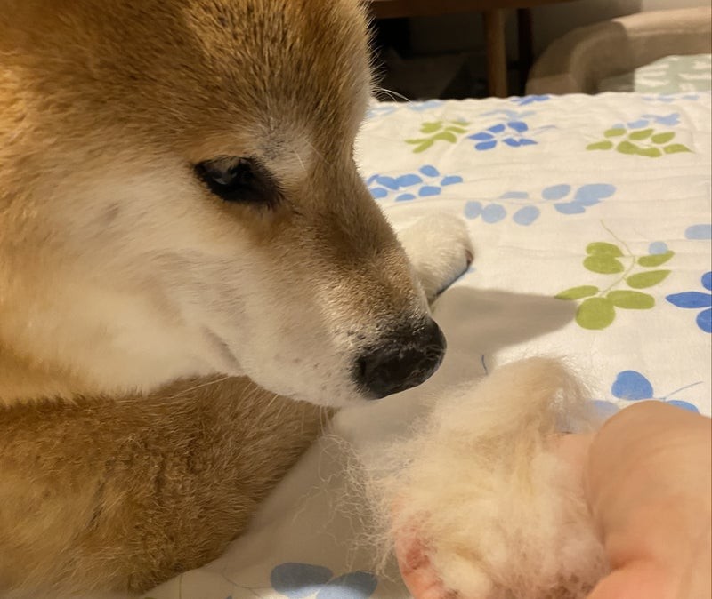 根津から天王洲へ引っ越しましたー!!~天王洲にも花が咲く~