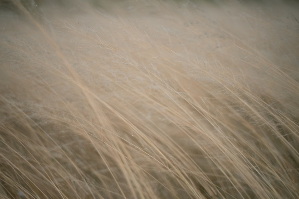 お米から生まれた紙