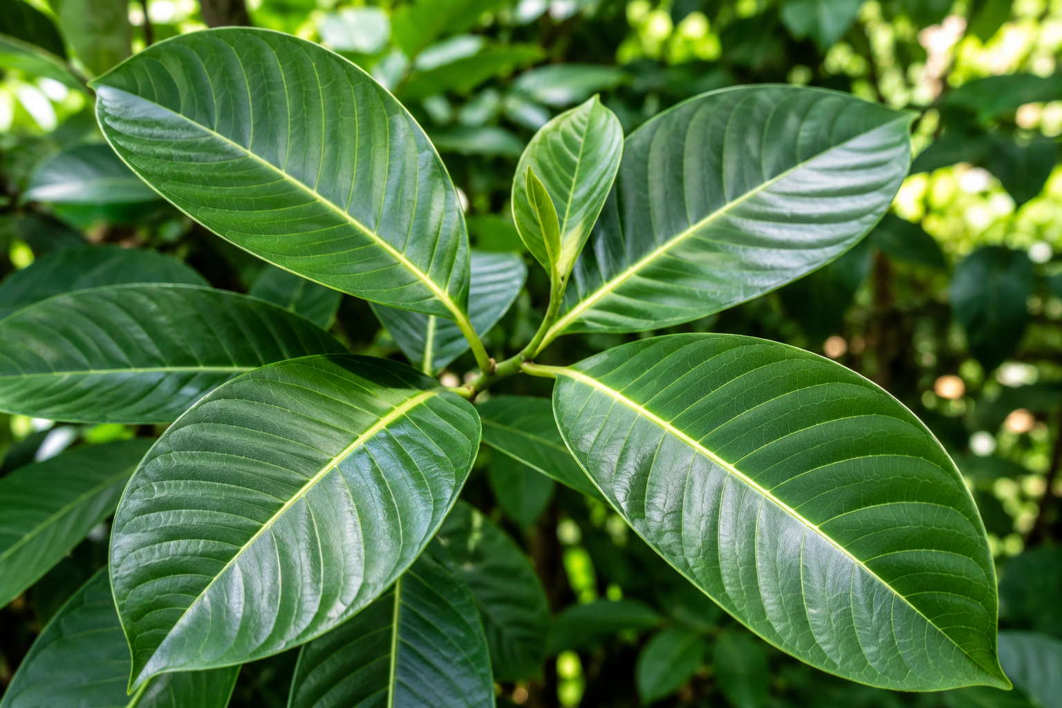 フィリピンを知る私だからこそ伝えたい、本場のバナバ茶とモリンガ茶