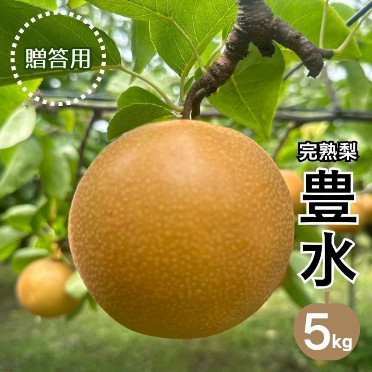 「完熟梨豊水」7月16日（木）より注文受付を開始いたしました！