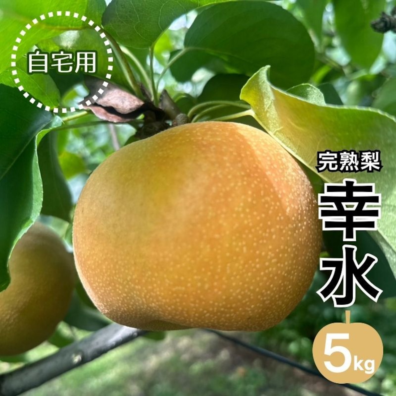 「完熟梨幸水」7月1日（水）より注文受付を開始いたしました！