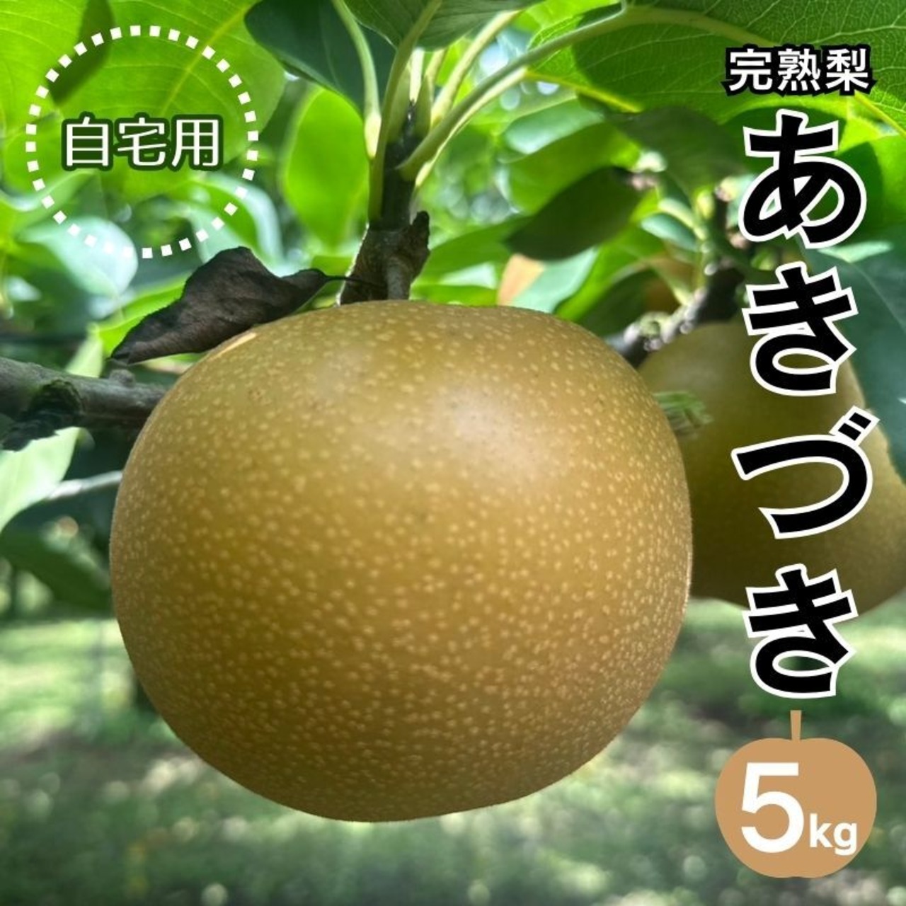 「完熟梨あきづき」8月15日（土）より注文受付を開始いたしました！