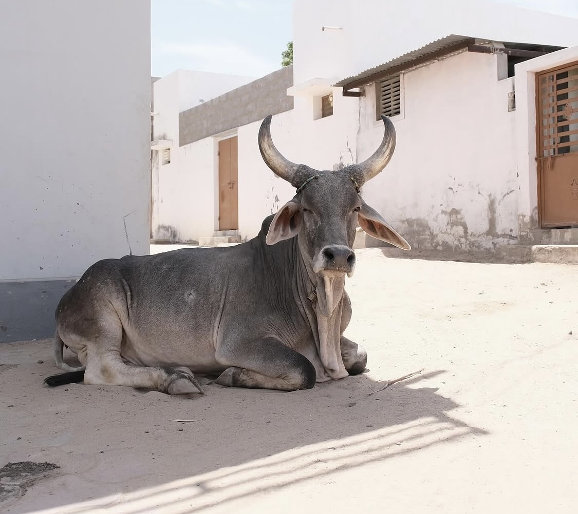 TRAVEL: KUTCH and JAIPUR