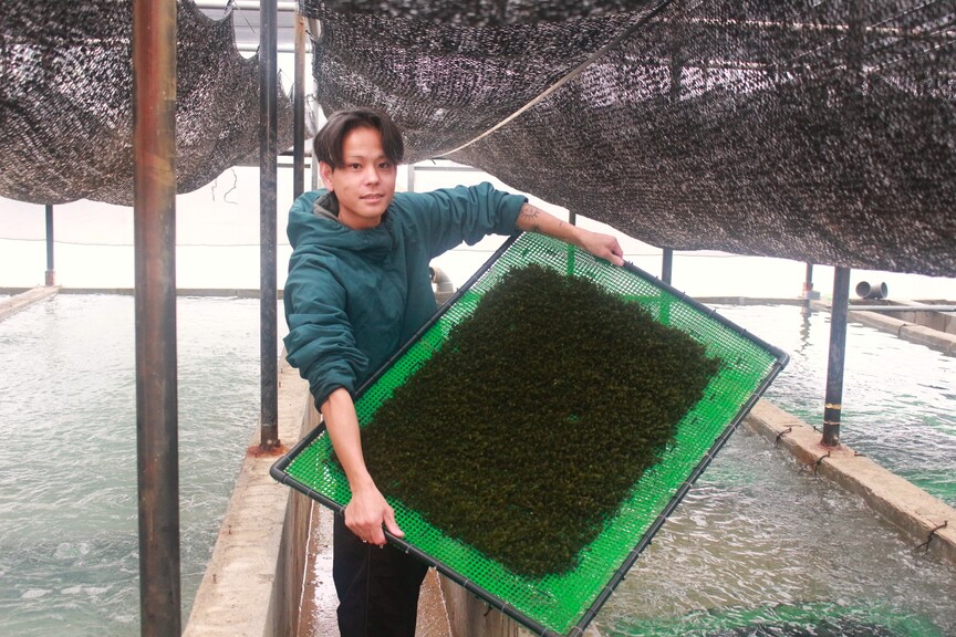 本物を知る。市場の多くが海外種の中、伊平屋島が守り抜く「沖縄原産種」の秘密
