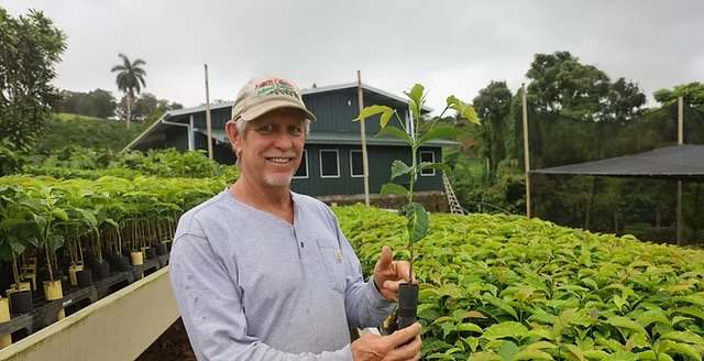 コナのコーヒーの木の苗