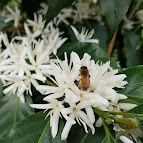 ハワイコナコーヒー生豆卸販売