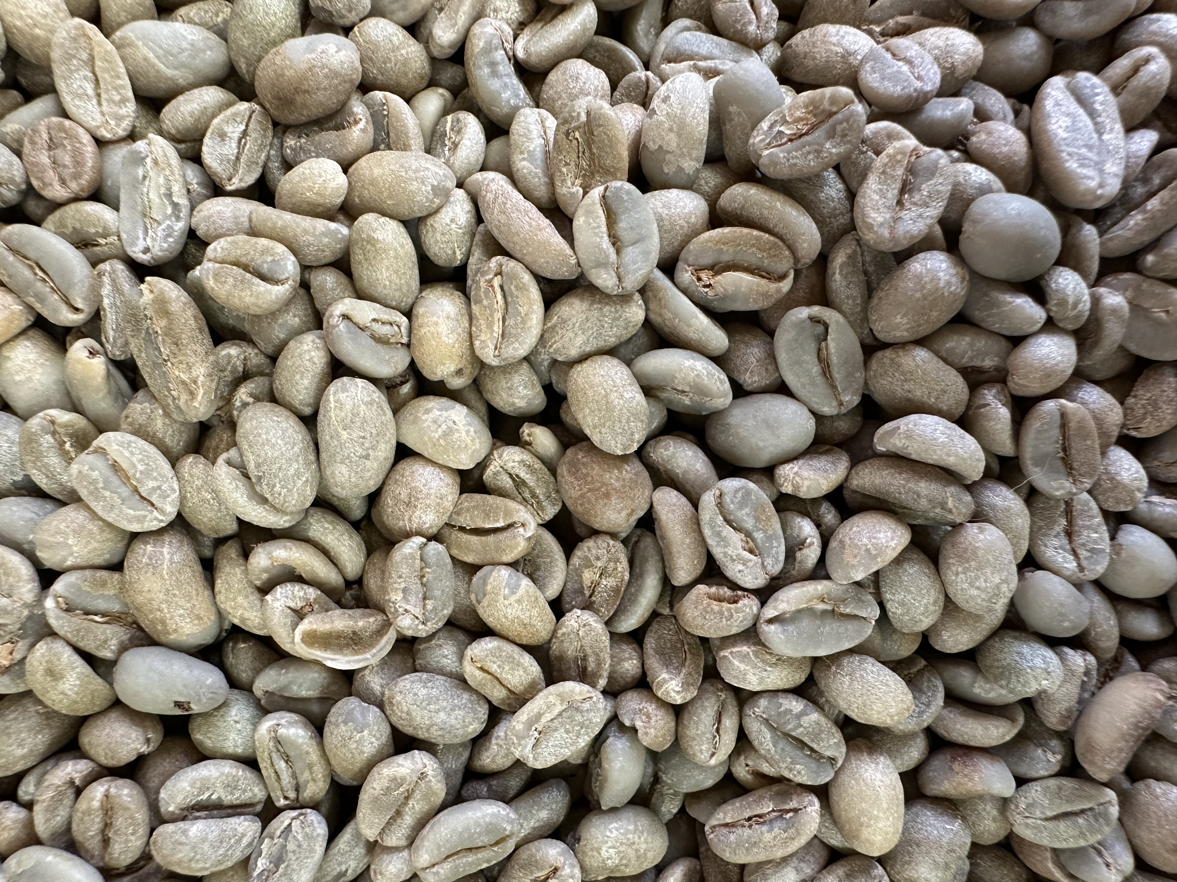 生豆1kgアップしています。