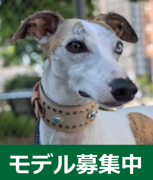 " Coco Family "モデル募集