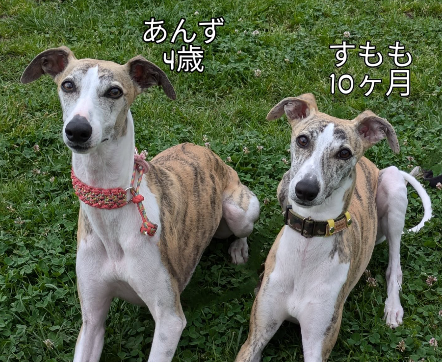 " Coco Family "モデル募集