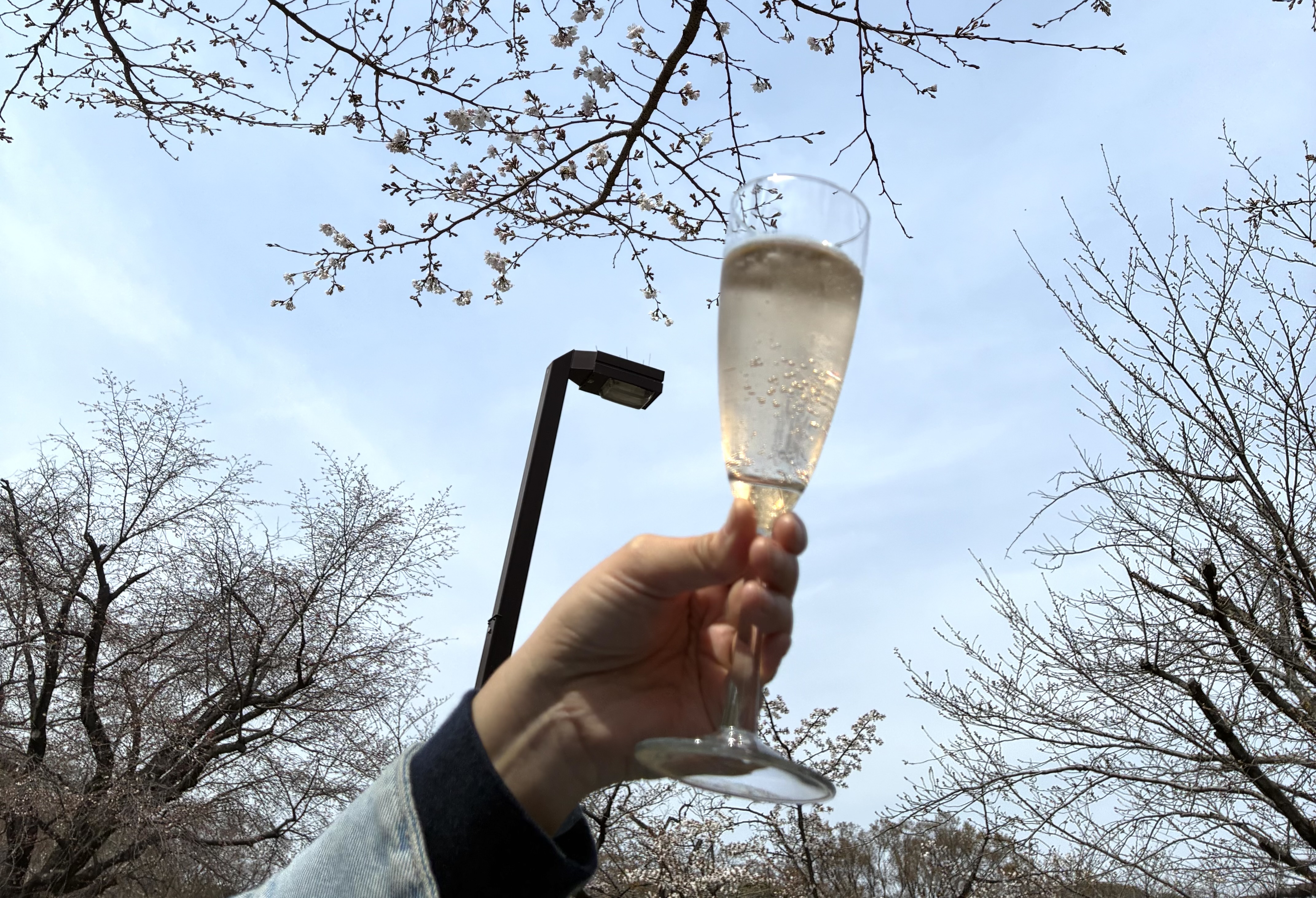 お花見にピッタリなエコバッグを入荷