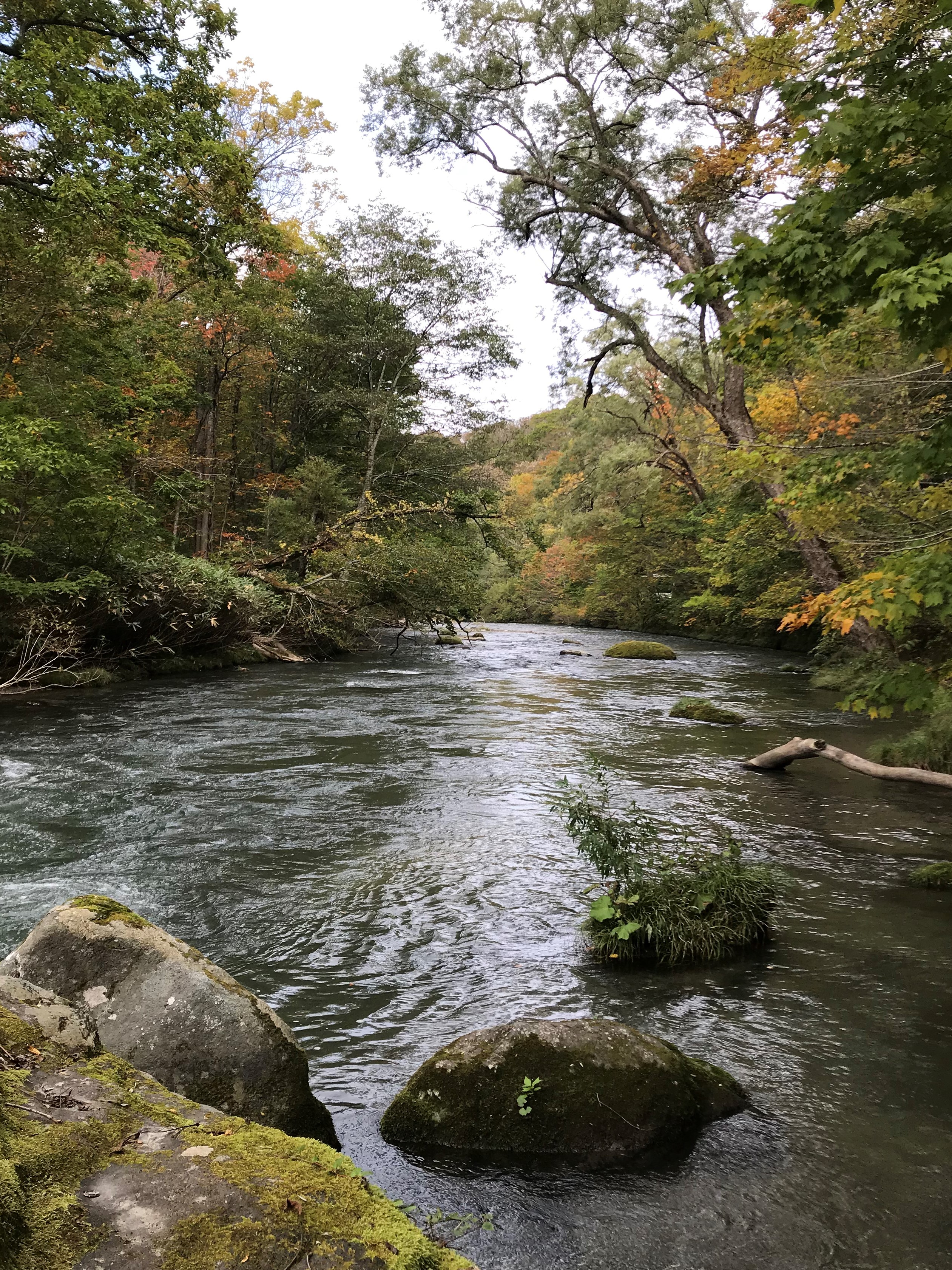 秋です。紅葉です。