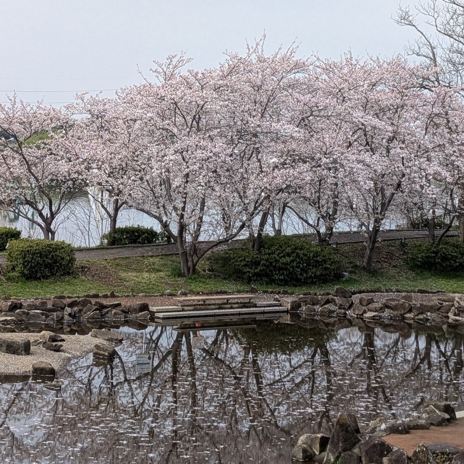あびこ桜まつり2026ありがとうございました！