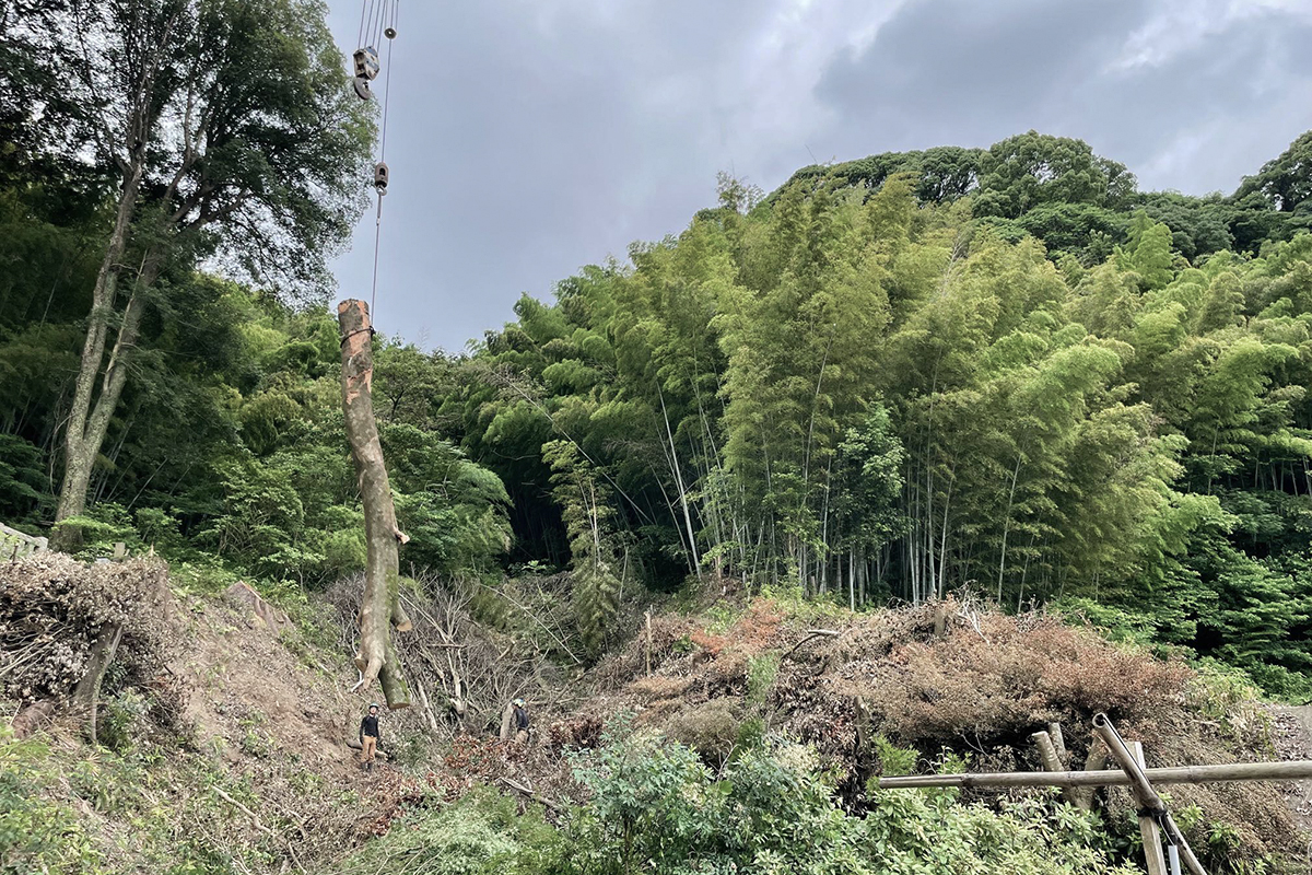 樫 / 静岡市 谷津山