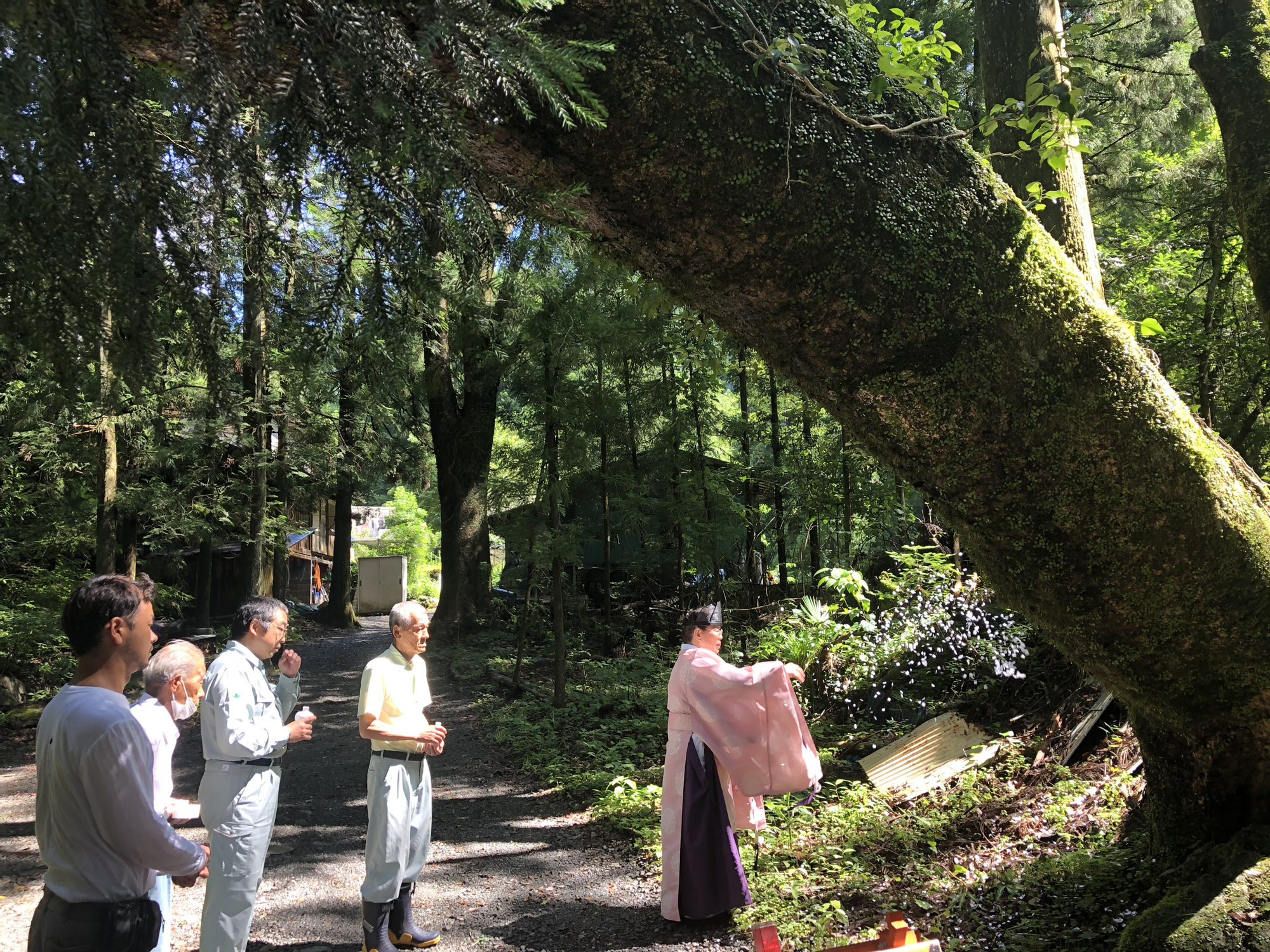 イタヤカエデ / 静岡市 神社