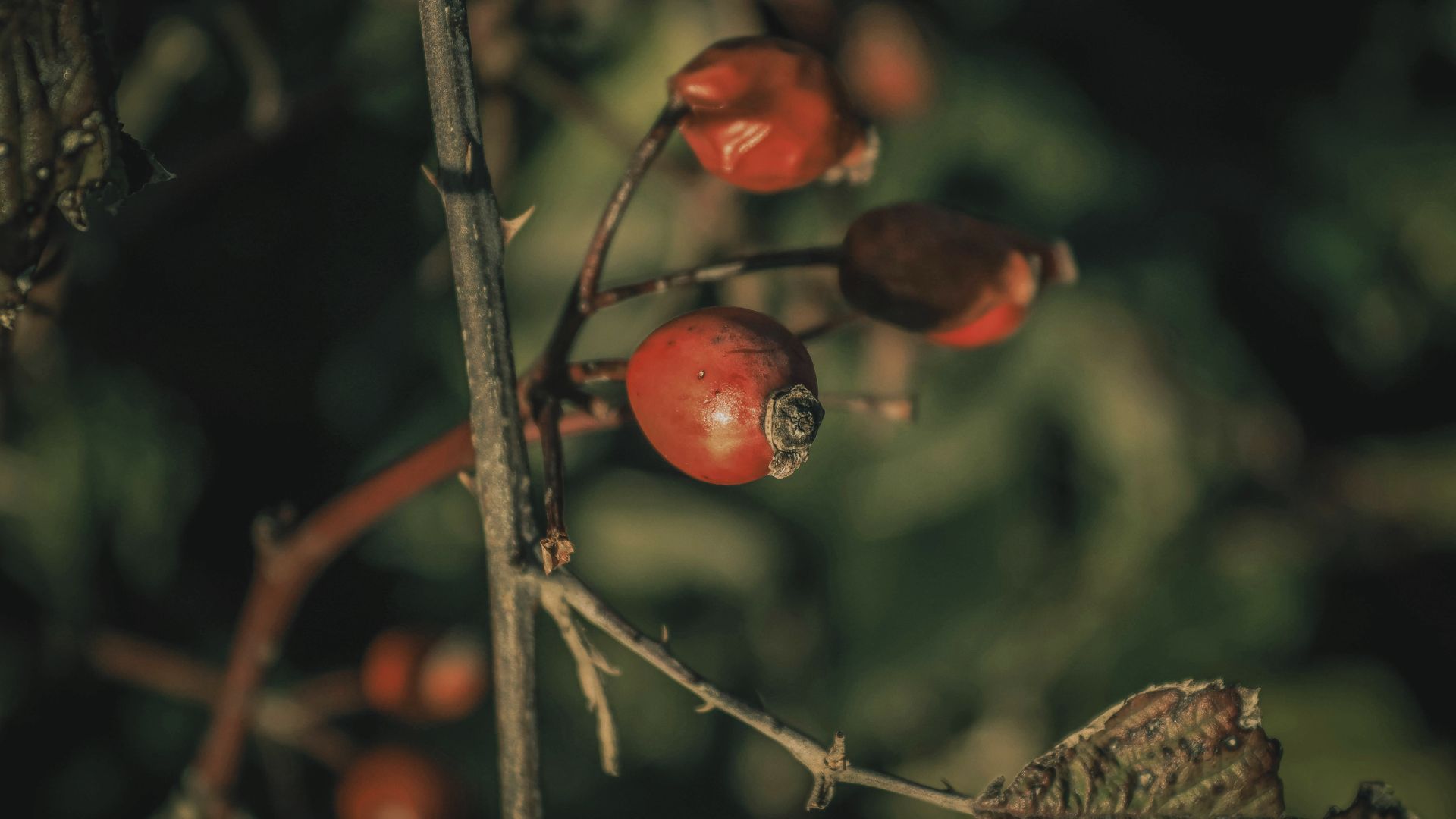 この季節だけの、特別な一杯。「Peach Rosehip」