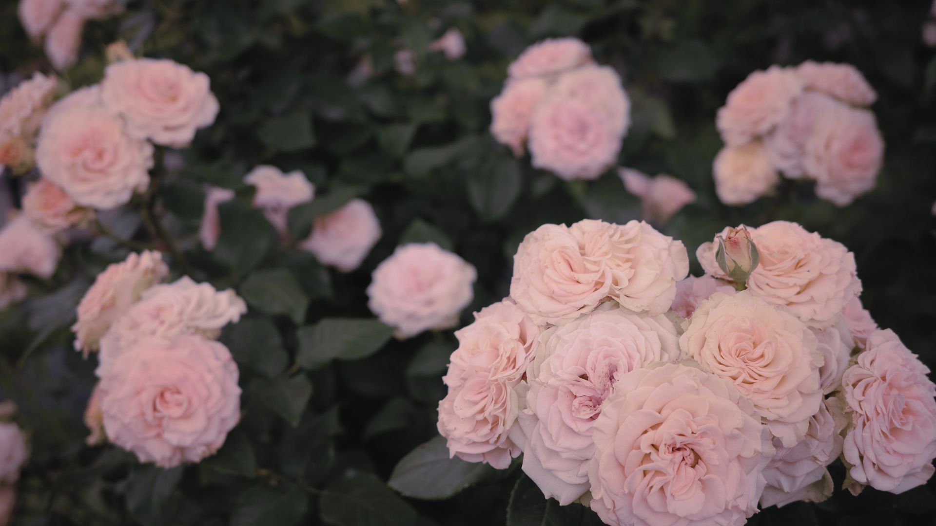 フルーティーで飲みやすい。華やぐ「Strawberry & Rose」