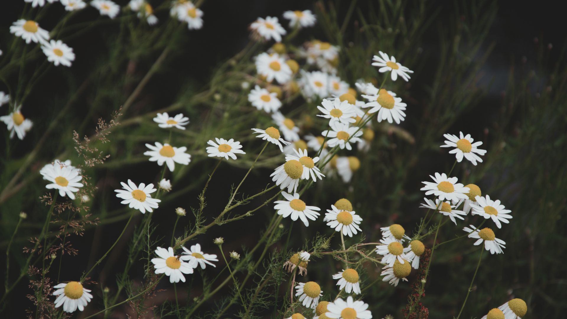 2026年4月5日 オンラインショップオープンしました