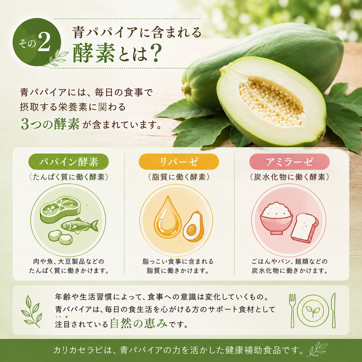 【その２】青パパイアに含まれる酵素とは？
