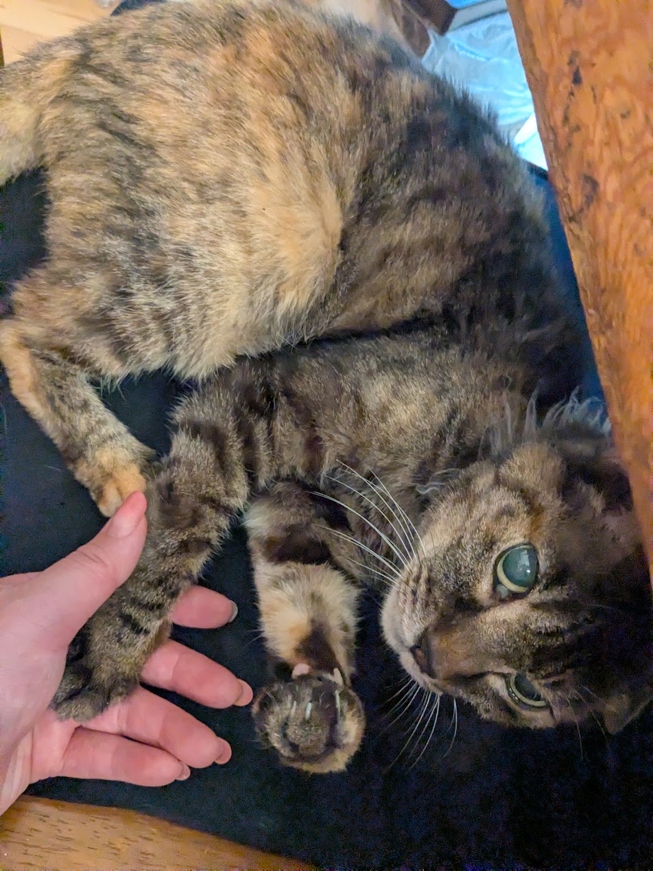 19歳の猫と暮らして気づいたこと——シニアペットとの日々に必要なもの