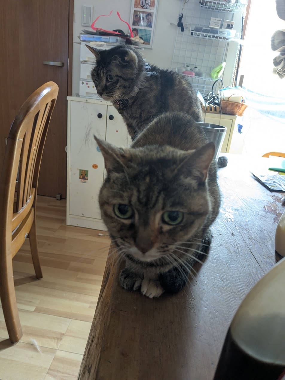 19歳の猫のごはん、今はこれです——試行錯誤の記録