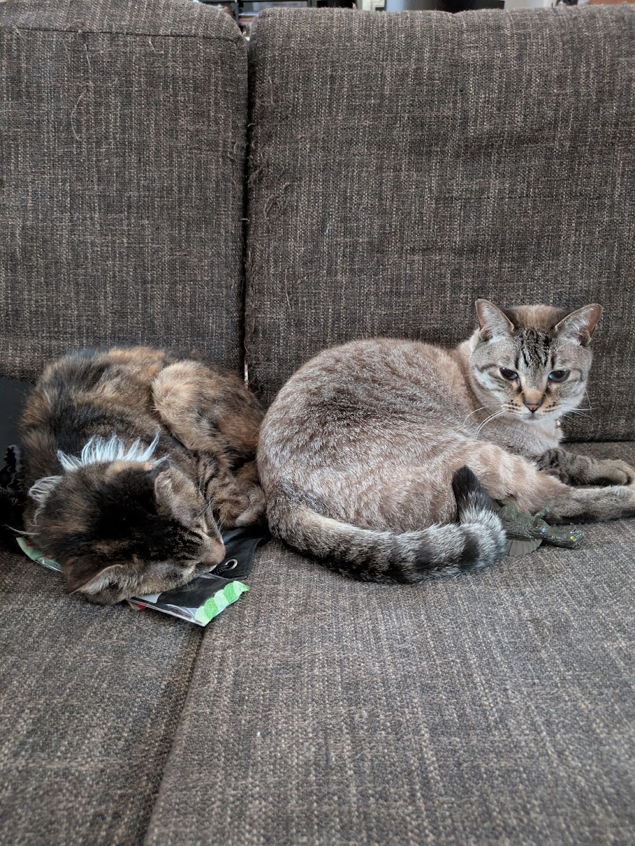 19歳の猫と暮らす私が実際に用意したペット防災グッズ【シニア猫編】