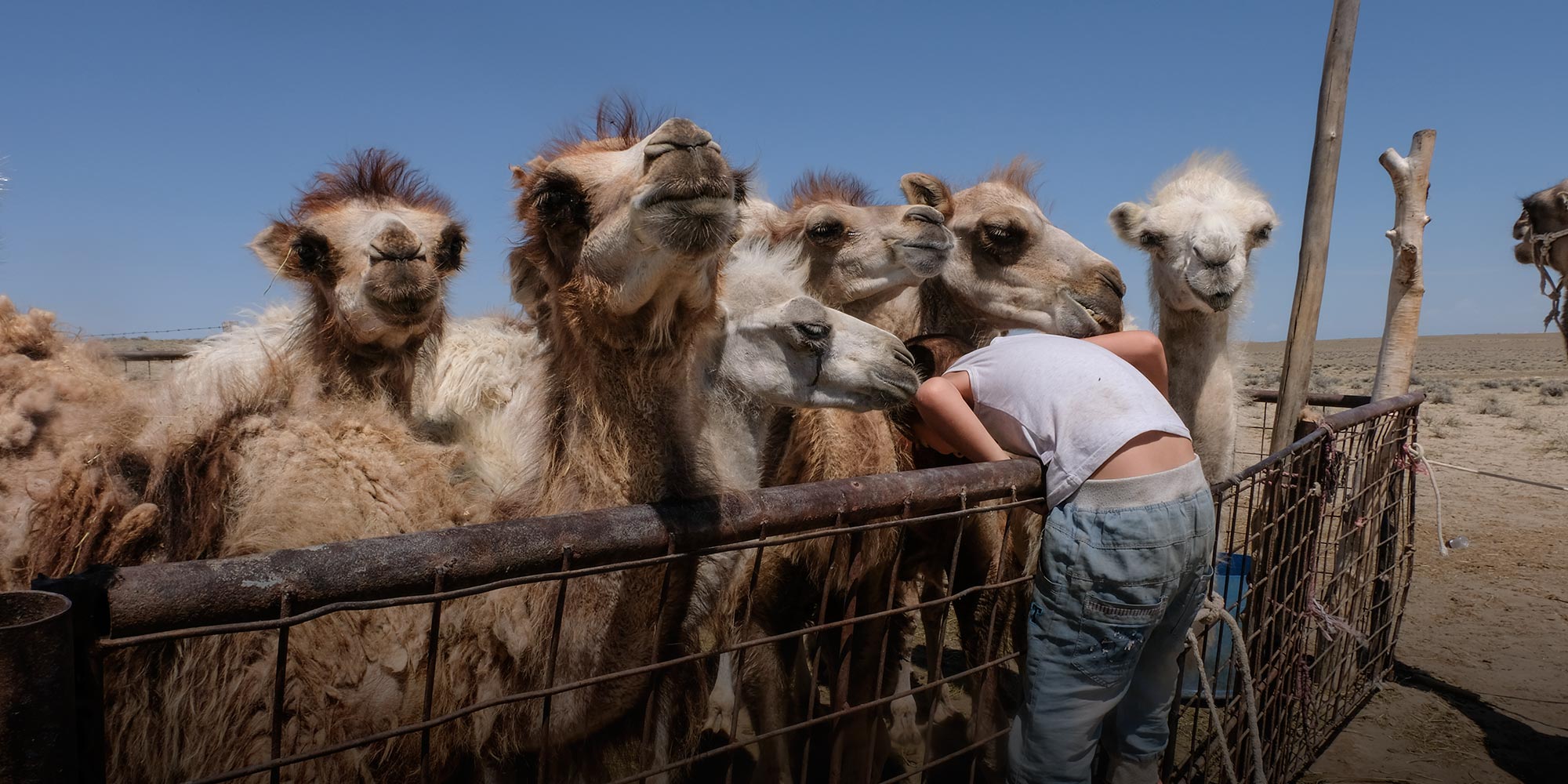 【知ってた⁉】「ラクダミルク」にまつわる驚きの雑学