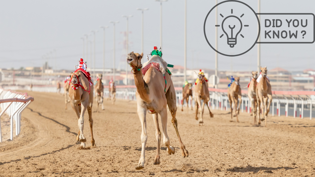 【砂漠のF1?】時速65kmで駆け抜ける「ラクダ競馬」の知られざる世界