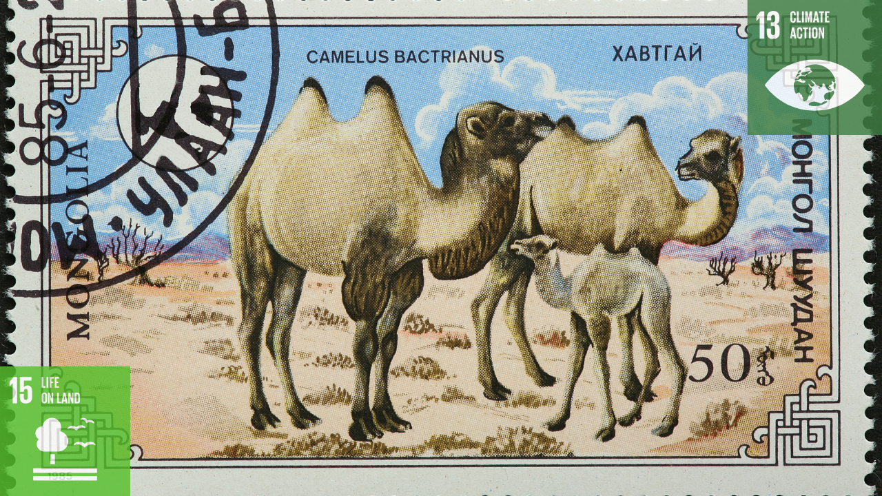 【ラクダミルクが地球を救う?】なぜラクダミルクは究極のエシカル・フードなのか?