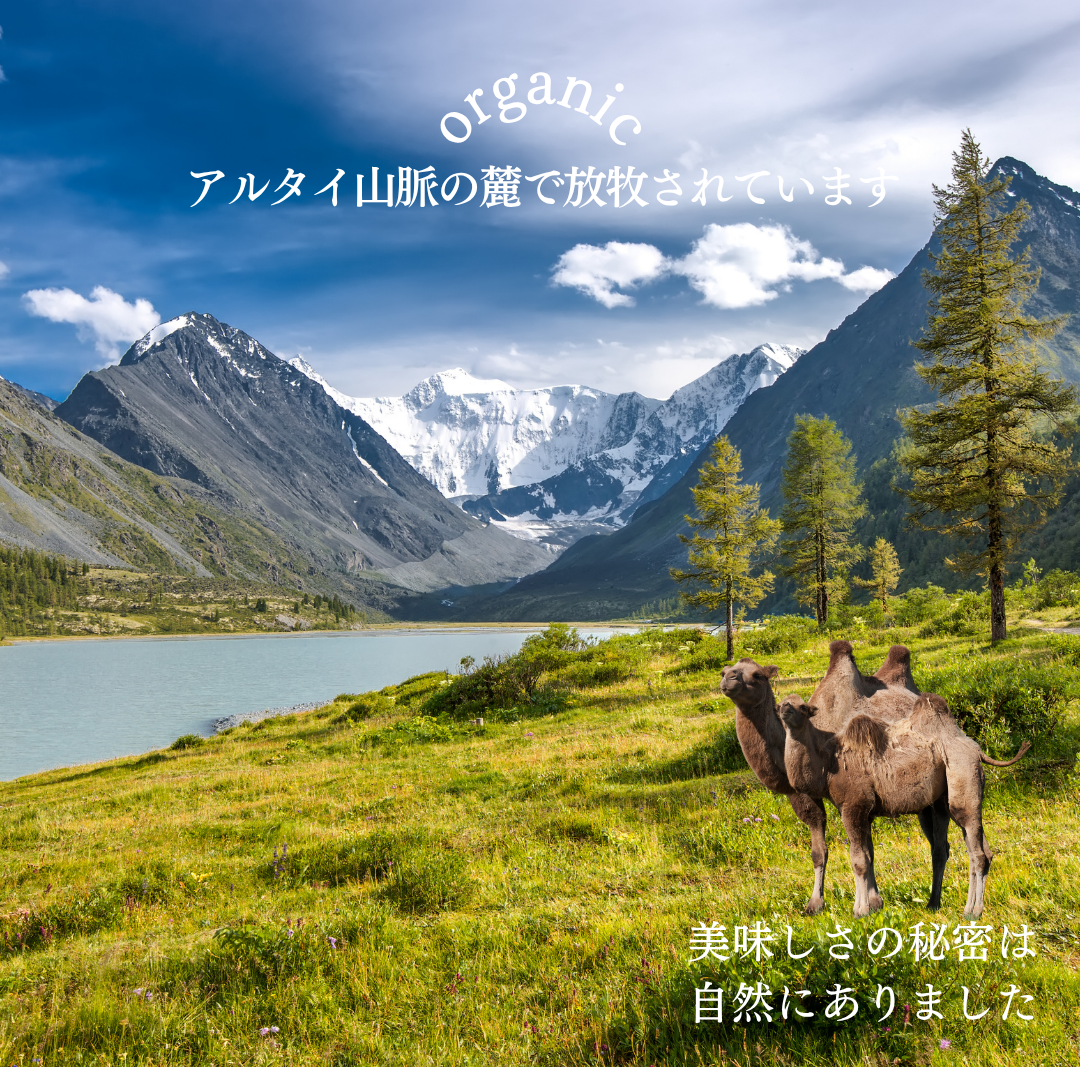 【ラクダミルク専門店に聞く】なぜラクダミルクは「砂漠の黄金」と呼ばれるのか?その希少性と価格の理由