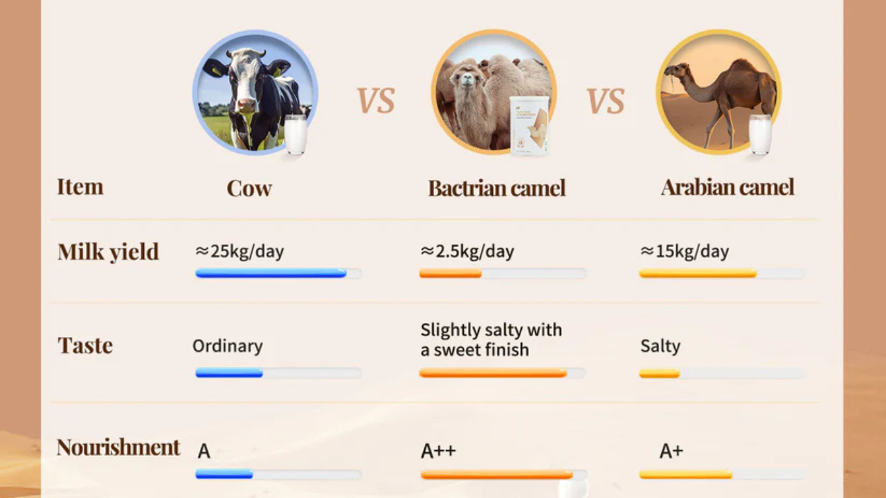 【ヒトコブ vs フタコブ】どっちが凄いの?ラクダミルク専門店が教える「コブ」の数とミルクの秘密