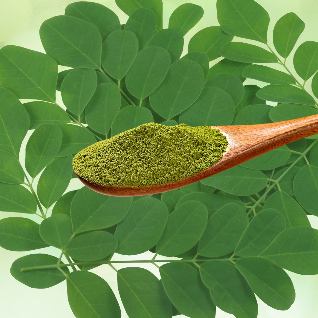 モリンガとは？