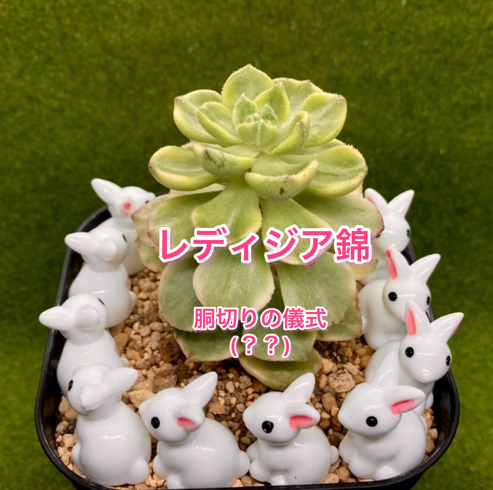 レディジア錦胴切りYouTu部動画アップしました❣️