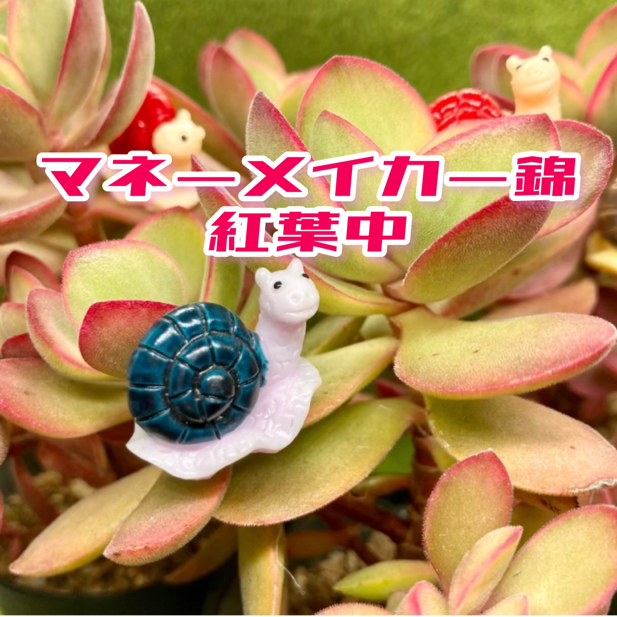 豆彦商店YouTu部動画アップしました❣️