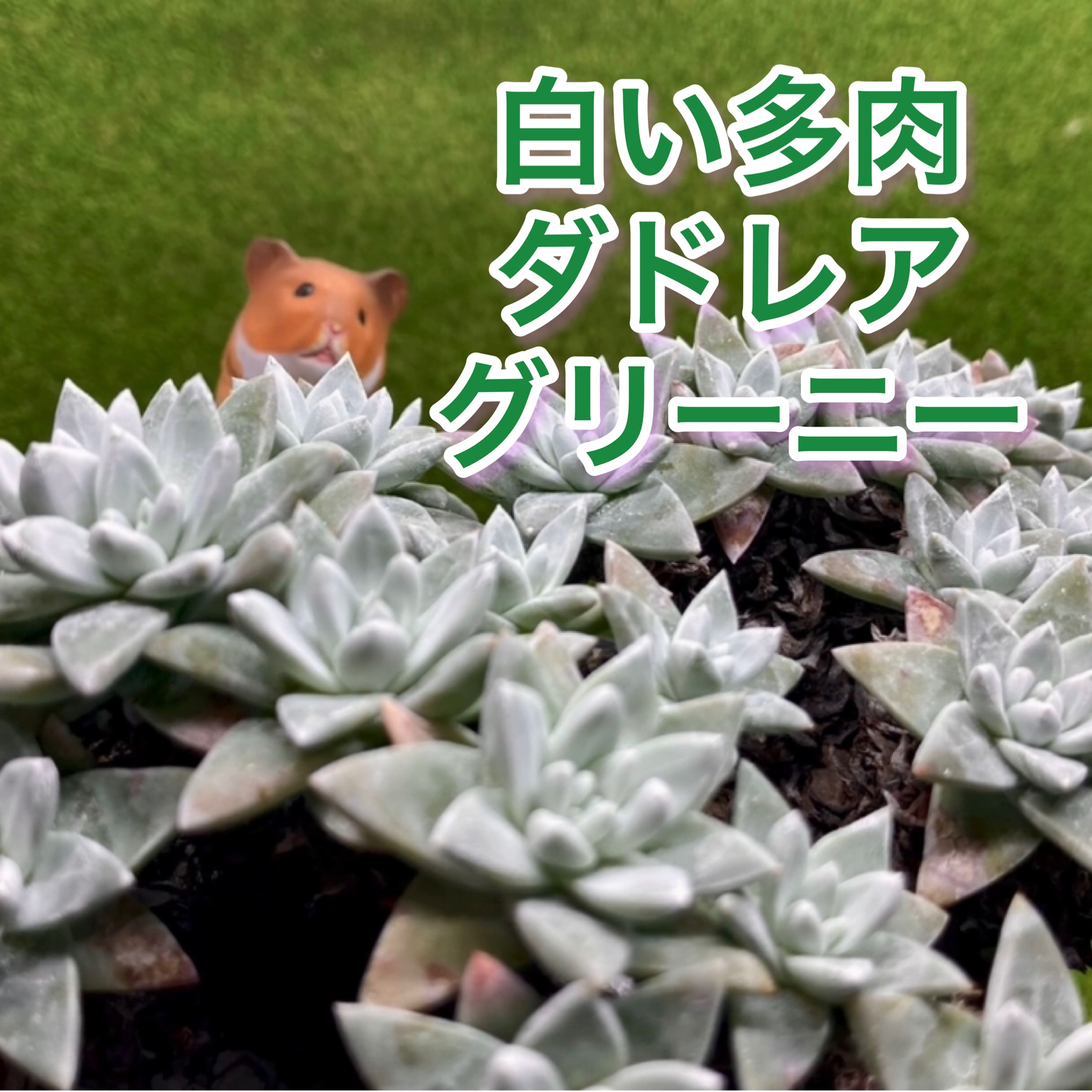 ダドレア グリーニー YouTu部動画アップしました❣️
