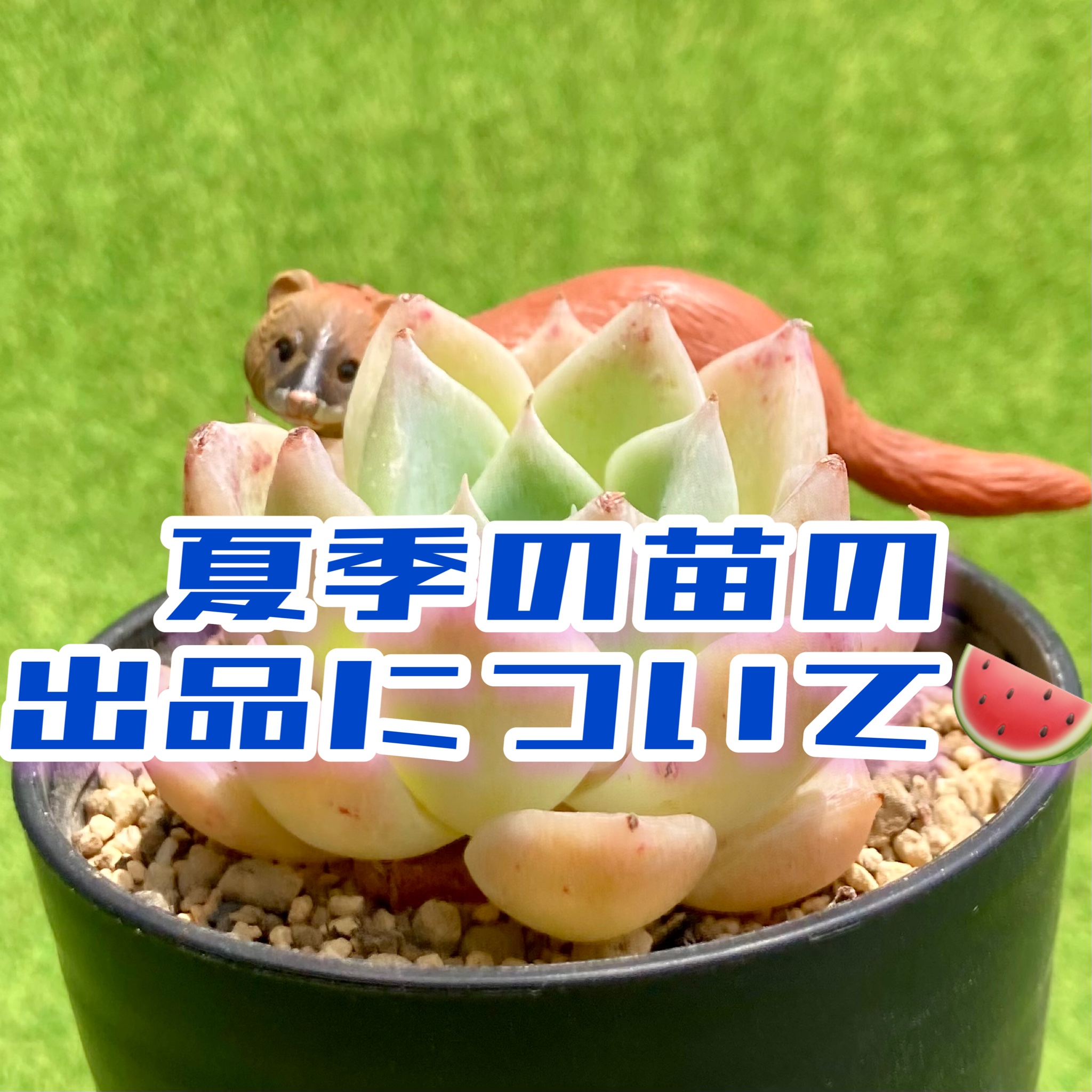 夏季の🍉苗の出品について