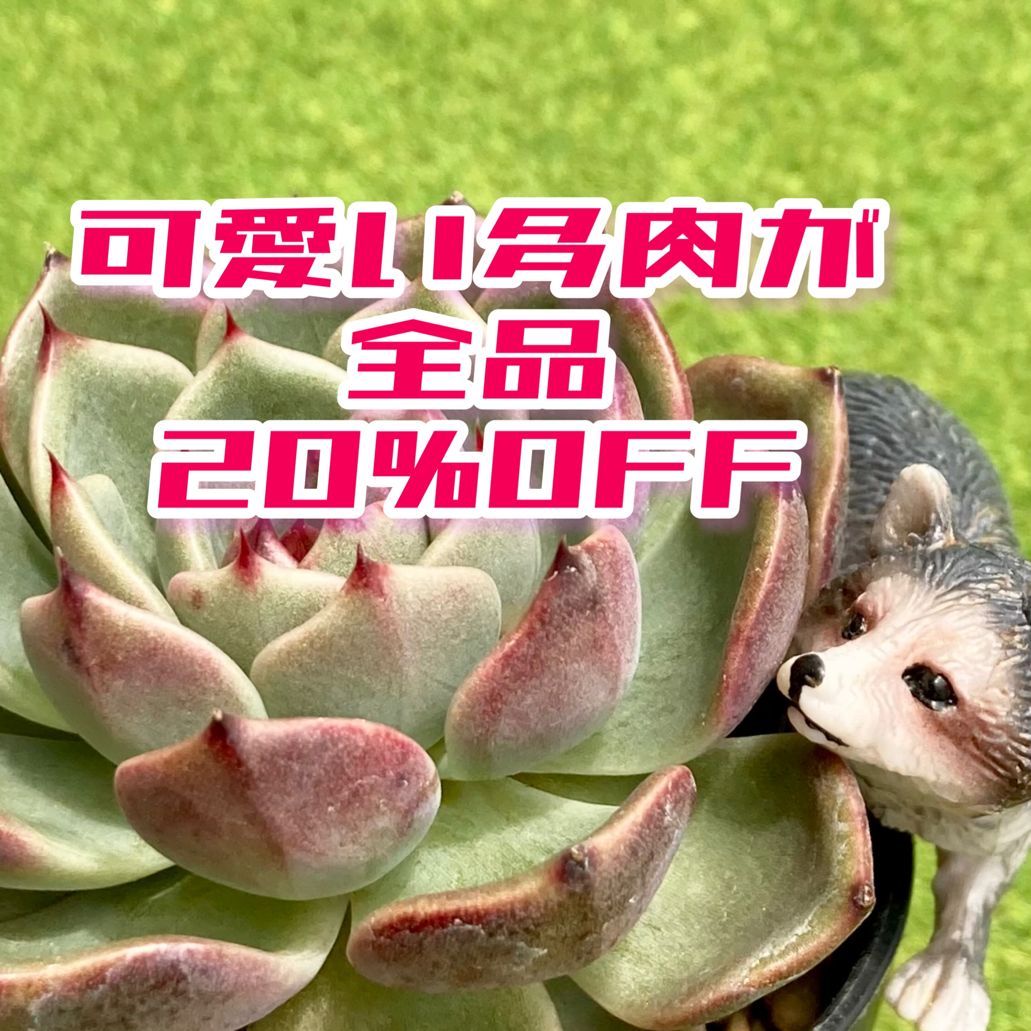 感謝の氣持ちを込めて✨️全品20%OFF