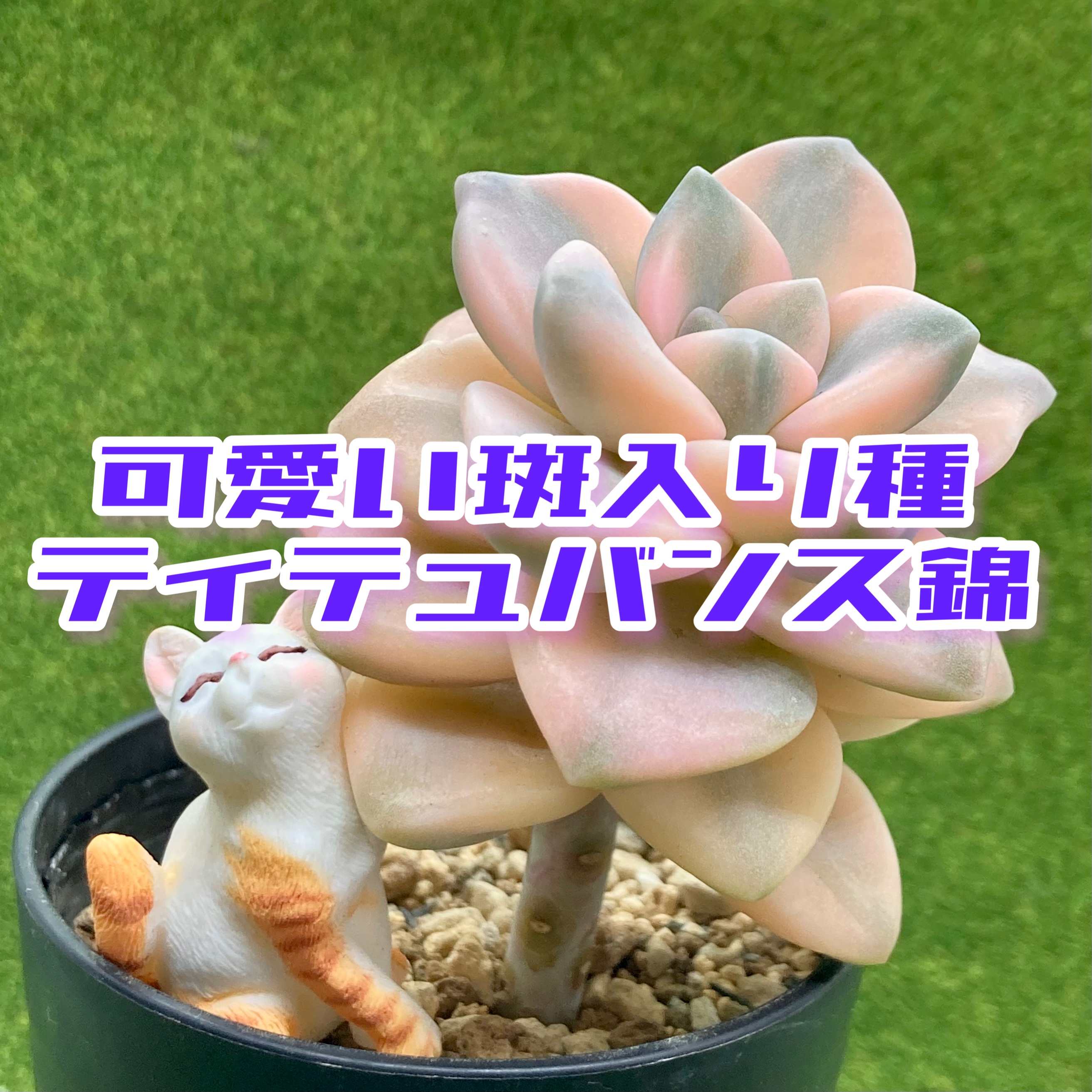 豆彦商店YouTu部 動画アップしました❣️