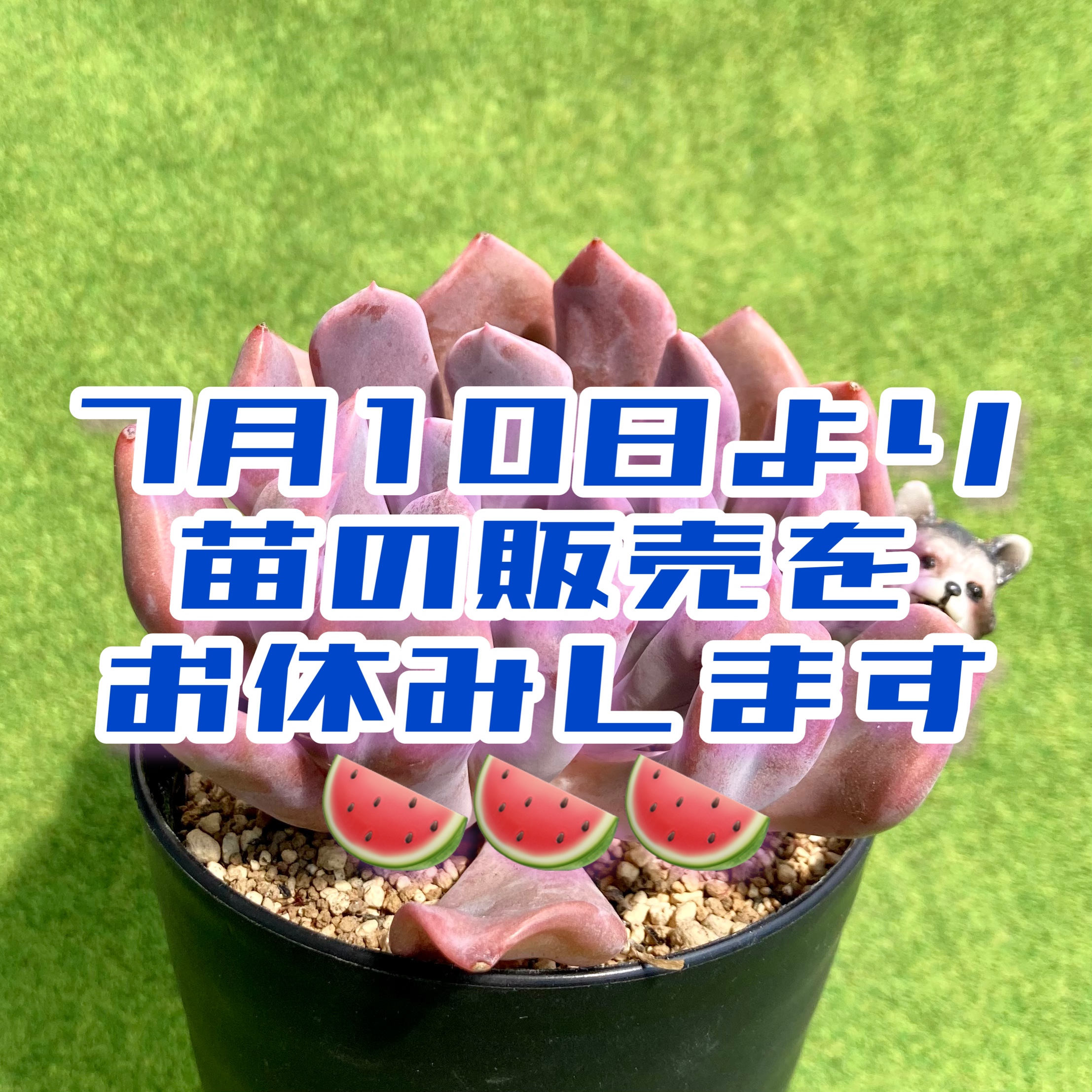 苗の販売のお休みについて