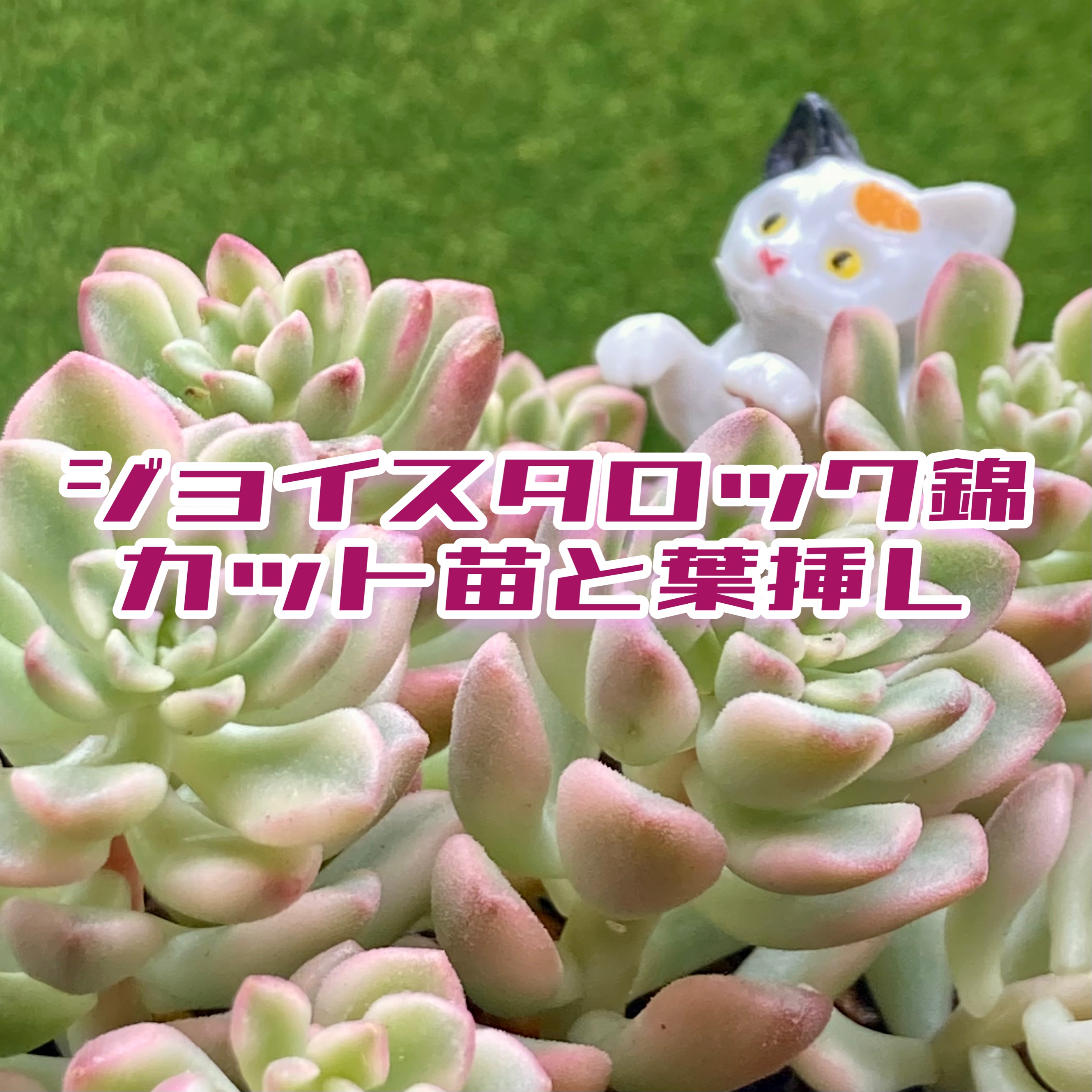 豆彦商店☆YouTu部動画をアップしました❣️