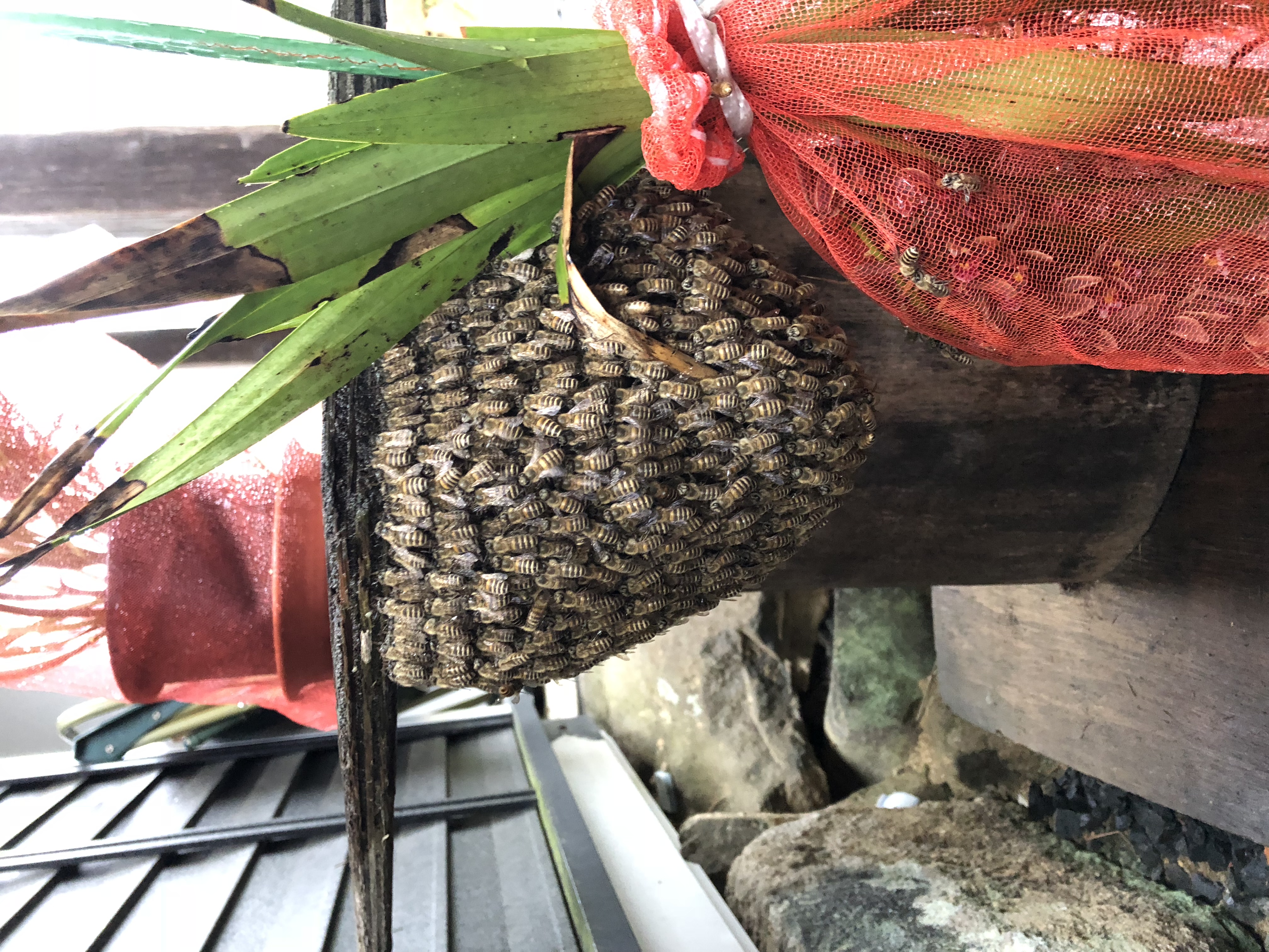 日本ミツバチの分蜂