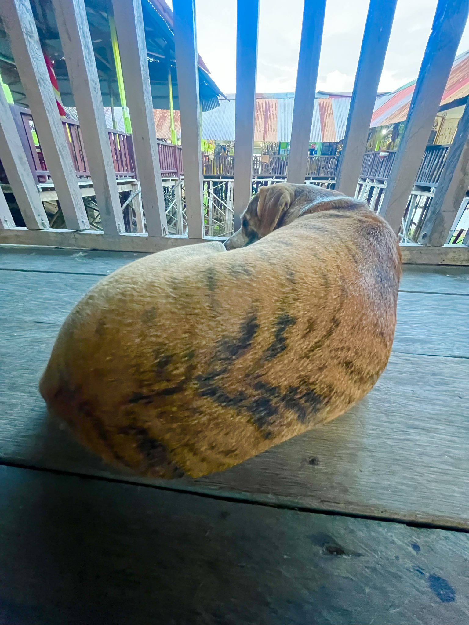 トラ柄の犬