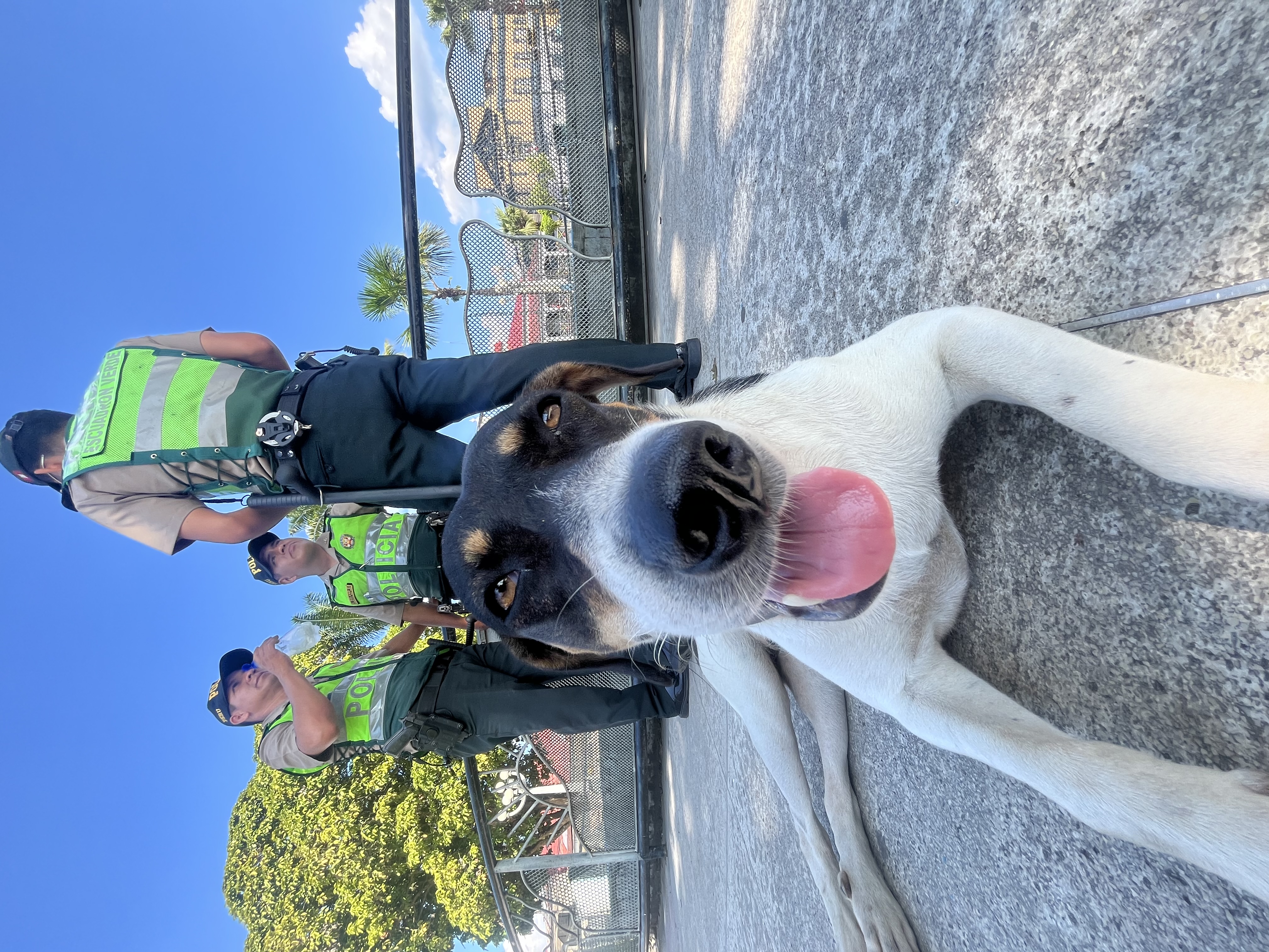 警察公認!ポリという犬