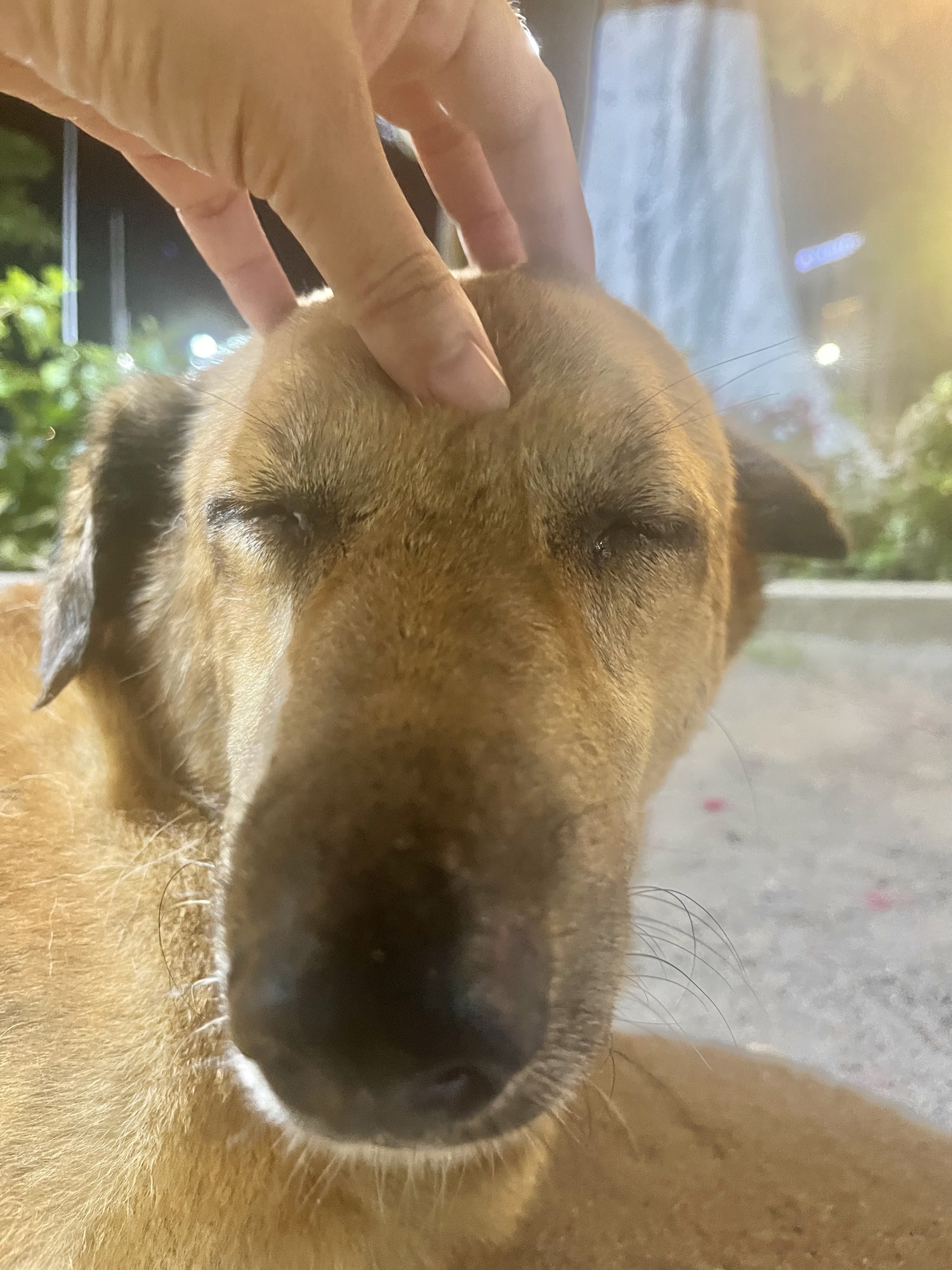 たぬき犬